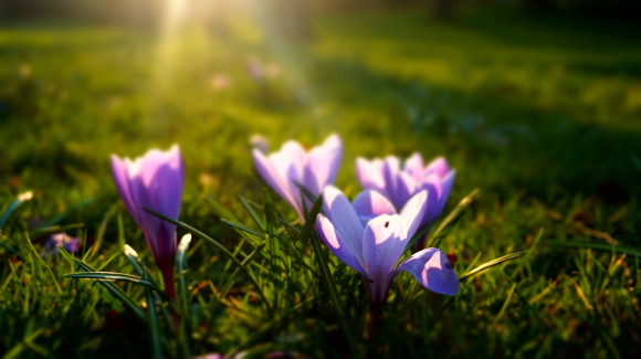 Stock photo. Spring Crocus 3