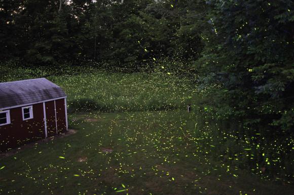 Catskill Fireflies by s58y via flikr