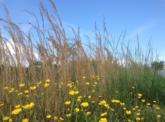 summer grasses and sky